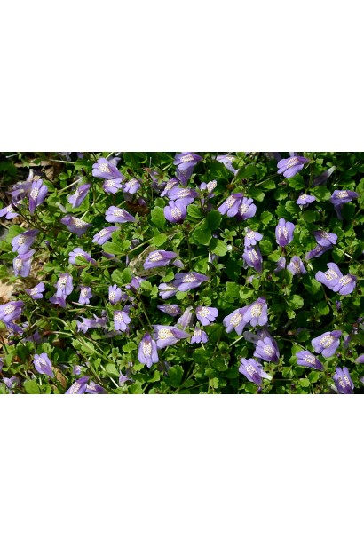 Сиреневые цветы Мазуса ползучего